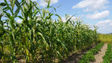 CORN LANCASTER SURE CROP