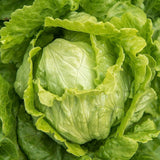 LETTUCE CRISPHEAD ICEBERG