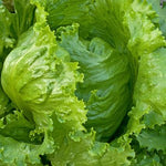 LETTUCE CRISPHEAD ICEBERG