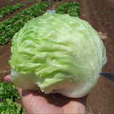 LETTUCE CRISPHEAD ICEBERG