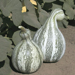 WINTER SQUASH GREEN STRIPED CUSHAW