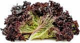 LETTUCE LOLLO ROSSA DARKY