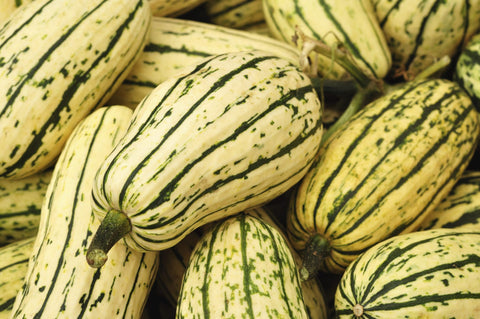 WINTER SQUASH DELICATA