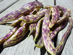 BUSH BEAN DRAGONS TONGUE