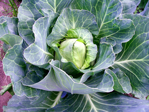 CABBAGE EARLY JERSEY WAKEFIELD