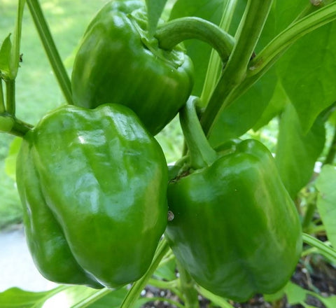 PEPPER SWEET EMERALD GIANT