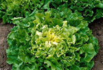 ENDIVE BROADLEAF BATAVIAN