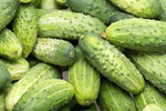 CUCUMBER BOSTON PICKLING