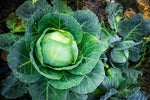 CABBAGE LATE FLAT DUTCH