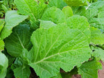 MUSTARD GREENS FLORIDA BROADLEAF