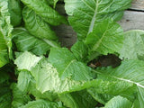 MUSTARD GREENS FLORIDA BROADLEAF