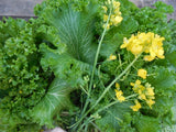 MUSTARD GREENS FLORIDA BROADLEAF