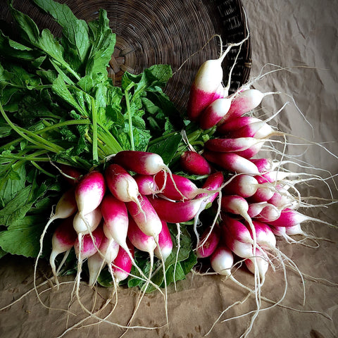 RADISH FRENCH BREAKFAST