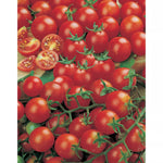 TOMATO GARDENERS' DELIGHT