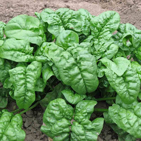 SPINACH GIANT NOBLE