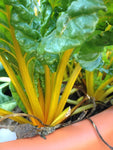 SWISS CHARD YELLOW