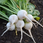 RADISH HAILSTONE