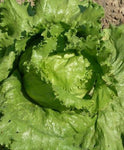 LETTUCE CRISPHEAD GREAT LAKES MESA 659