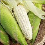 CORN HICKORY KING WHITE