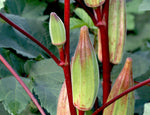 OKRA HILL COUNTRY RED