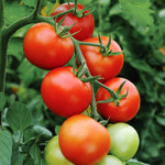 TOMATO HOMESTEAD