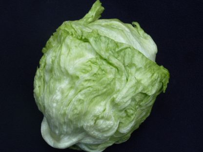 LETTUCE SALINAS CRISPHEAD