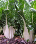 SWISS CHARD LUCULLUS