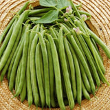 BUSH GREEN BEAN OLD BURPEE STRINGLEES GREEN POD