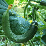 CUCUMBER CURVED CHINESE SNAKE