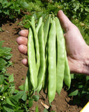 BUSH GREEN BEAN ROMA II