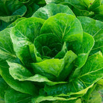 LETTUCE ROMAINE PARIS ISLAND COS