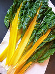 SWISS CHARD YELLOW