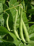 BUSH GREEN BEAN OLD BURPEE STRINGLEES GREEN POD