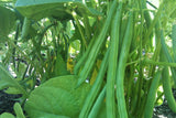 BUSH GREEN BEAN HARVESTER