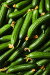 CUCUMBER METKI DARK GREEN ARMENIAN