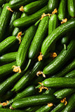 CUCUMBER METKI DARK GREEN ARMENIAN