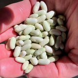 BUSH GREEN BEAN JADE