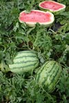 WATERMELON JUBILEE