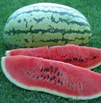 WATERMELON STRIPED KLONDIKE BLUE RIBBON