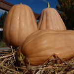 PUMPKIN KENTUCKY FIELD