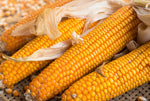 CORN LANCASTER SURE CROP