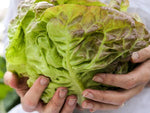 LETTUCE MERVEILLE DES QUATRES SAISONS