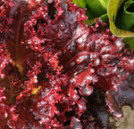 LETTUCE RED LOLLO ROSSO