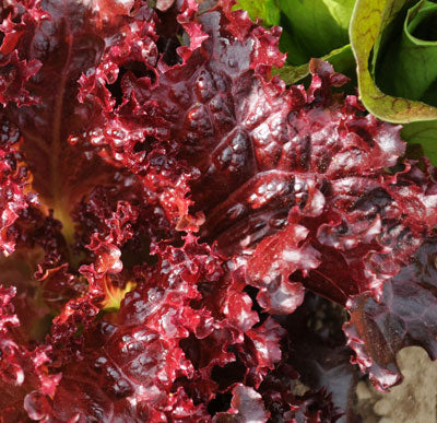 LETTUCE RED LOLLO ROSSO