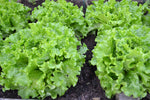 LEAF LETTUCE SALAD BOWL GREEN