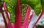 SWISS CHARD MAGENTA SUNSET