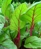 SWISS CHARD MAGENTA SUNSET