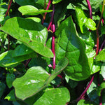 SPINACH RED MALABAR