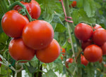 TOMATO MARGLOBE