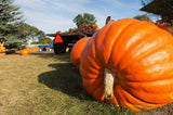 PUMPKIN BIG MAX